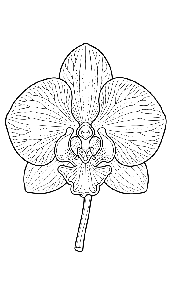 orchid coloring page for adults — free printable PDF
