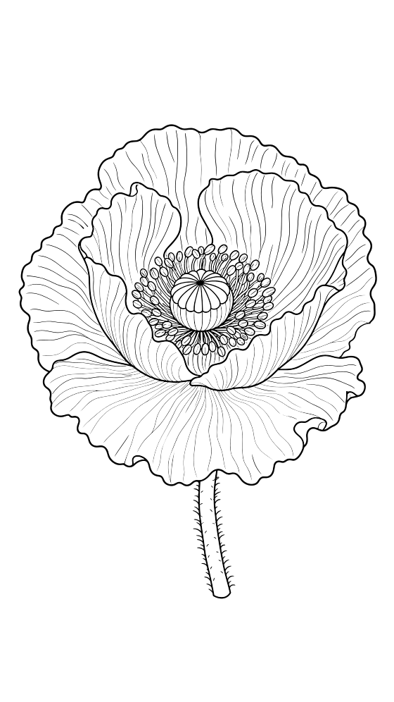 poppy coloring page for adults — free printable PDF