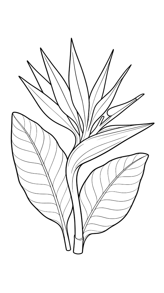 bird of paradise coloring page for adults — free printable PDF
