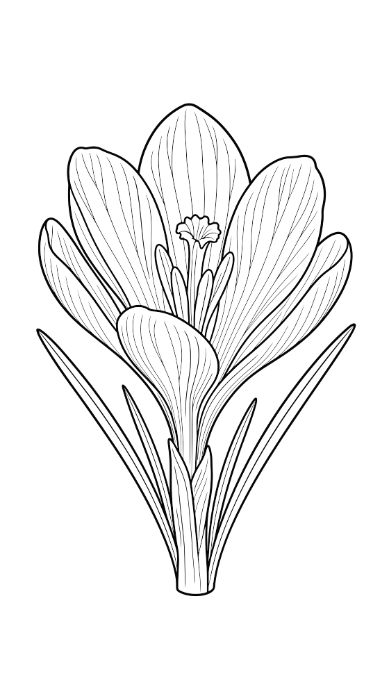 crocus coloring page for adults — free printable PDF
