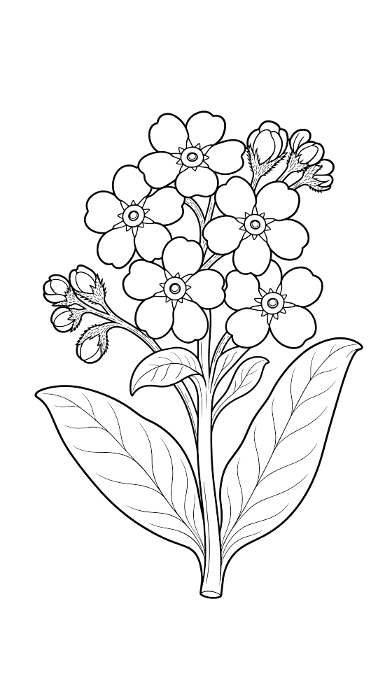 forget-me-not coloring page for adults — free printable PDF