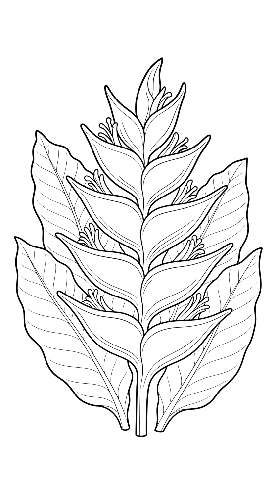 heliconia coloring page for adults — free printable PDF