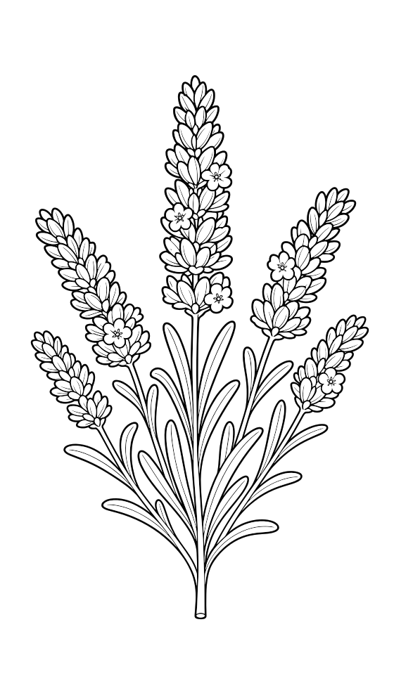 lavender coloring page for adults — free printable PDF