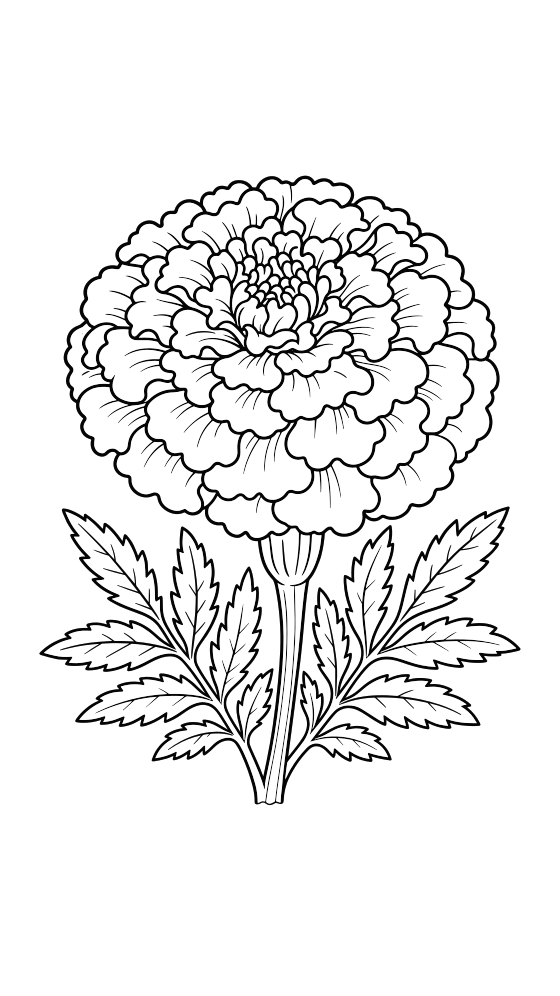 marigold coloring page for adults — free printable PDF