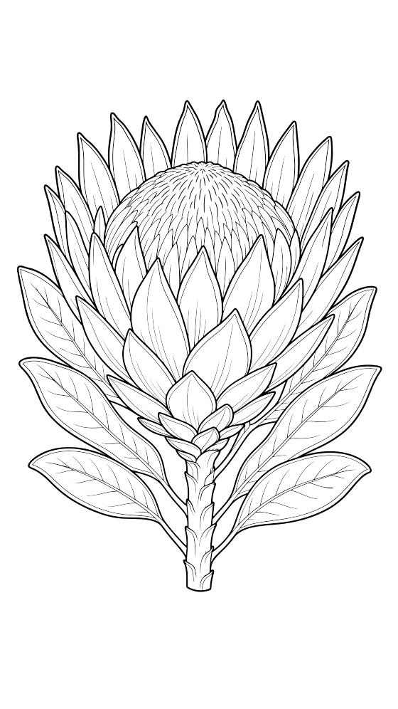 protea coloring page for adults — free printable PDF