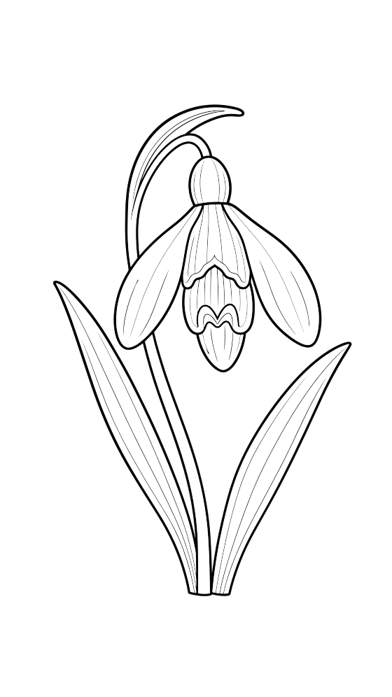 snowdrop coloring page for adults — free printable PDF