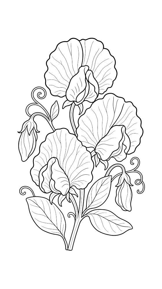 sweet pea coloring page for adults — free printable PDF