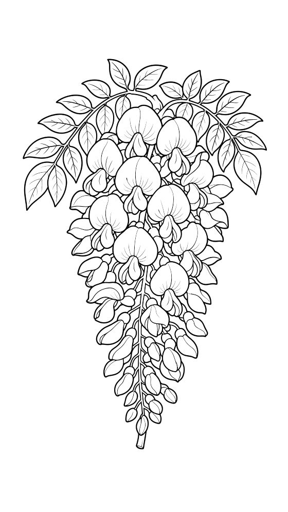 wisteria coloring page for adults — free printable PDF